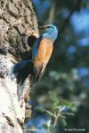 Mandelík hajní (Coracias garrulus)