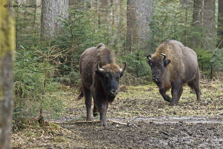 Zubr evropský (Bison bonasus)