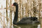 Labuť černá (Cygnus atratus)