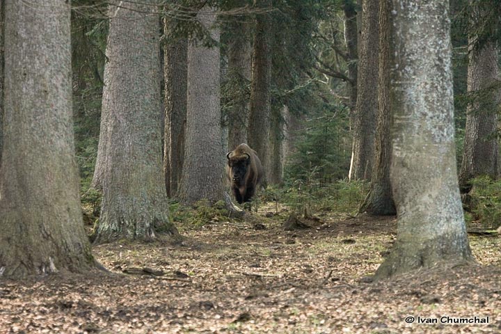 Zubr evropský (Bison bonasus)