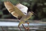 Kvakoš noční (Nycticorax nycticorax)