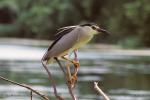 Kvakoš noční (Nycticorax nycticorax)