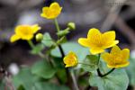 Blatouch bahenní (Caltha palustris)