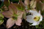 Čemeřice východní (Helleborus orientalis)