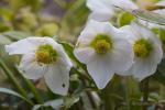 Čemeřice východní (Helleborus orientalis)