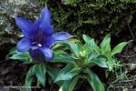 Hořec Clusiův (Gentiana clusii)