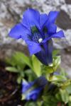 Hořec Clusiův (Gentiana clusii)