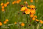 Jestřábník oranžový (Hieracium aurantiacum)