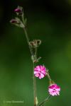 Knotovka červená (Silene dioica)