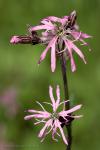 Kohoutek luční (Lychnis flos-cuculi )