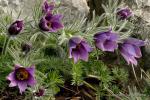 Koniklec velkokvětý (Pulsatilla grandis)