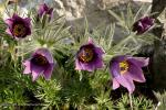 Koniklec velkokvětý (Pulsatilla grandis)