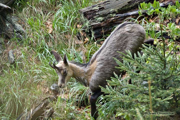 Kamzík horský (Rupicapra rupicapra)