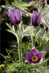 Koniklec velkokvětý (Pulsatilla grandis)