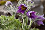 Koniklec velkokvětý (Pulsatilla grandis)