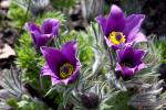 Koniklec velkokvětý (Pulsatilla grandis)