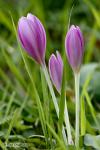 Ocún jesenní (Colchicum autumnale)