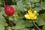 Plyskyřník plazivý (Ranunculus repens)