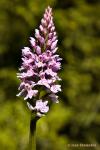 Prstnatec Fuchsův (Dactylorhiza fuchsii)