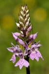 Prstnatec Fuchsův (Dactylorhiza fuchsii)