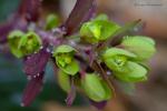 Pryšec mandloňovitý (Euphorbia amygdaloides)