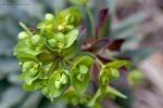 Pryšec mandloňovitý (Euphorbia amygdaloides)