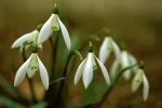 Sněženka podsněžník (Galanthus nivalis)