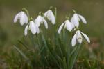 Sněženka podsněžník (Galanthus nivalis)