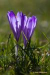 Šafrán karpatský (Crocus heuffelianus)