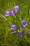 Zvonek český (Campanula Bohemica)