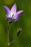 Zvonek rozkladitý (Campanula patula)