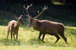 Jelen evropský (Cervus elaphus)