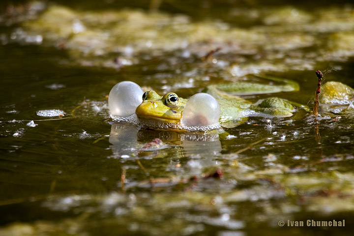 Skokan zelený (Pelophylax esculentus)