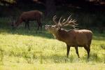 Jelen evropský (Cervus elaphus)