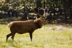 Jelen evropský (Cervus elaphus)