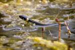 Užovka obojková (Natrix natrix )