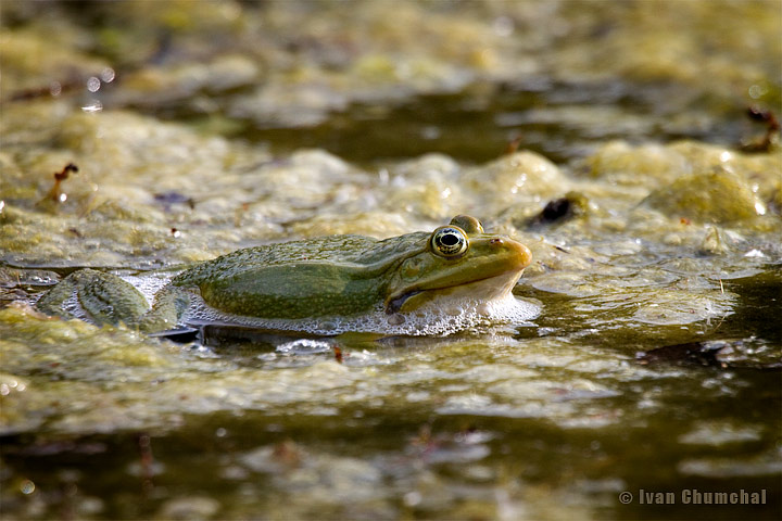 Skokan zelený (Pelophylax esculentus)