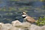 Kulík říční (Charadrius dubius)