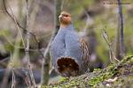 Koroptev polní (Perdix perdix)