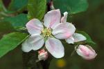 Jabloň domácí (Malus domestica)