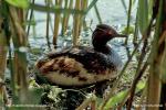 Potápka černokrká (Eared Grebe)