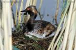 Potápka černokrká (Eared Grebe)