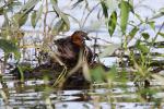 Potápka malá (Tachybaptus ruficollis)