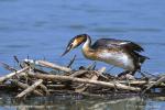 Potápka roháč (Podiceps cristatus)