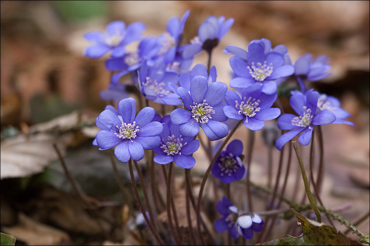 Jaterník podléška (Hepatica nobilis)