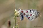 Jasoň červenooký (Parnassius apollo)