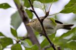 Budníček menší (Phylloscopus collybita)