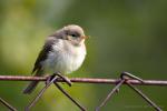 Budníček menší (Phylloscopus collybita)