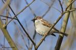 Vrabec domácí (Passer domesticus)