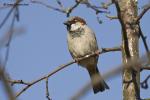 Vrabec domácí (Passer domesticus)